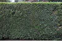 free photo texture of hedge 